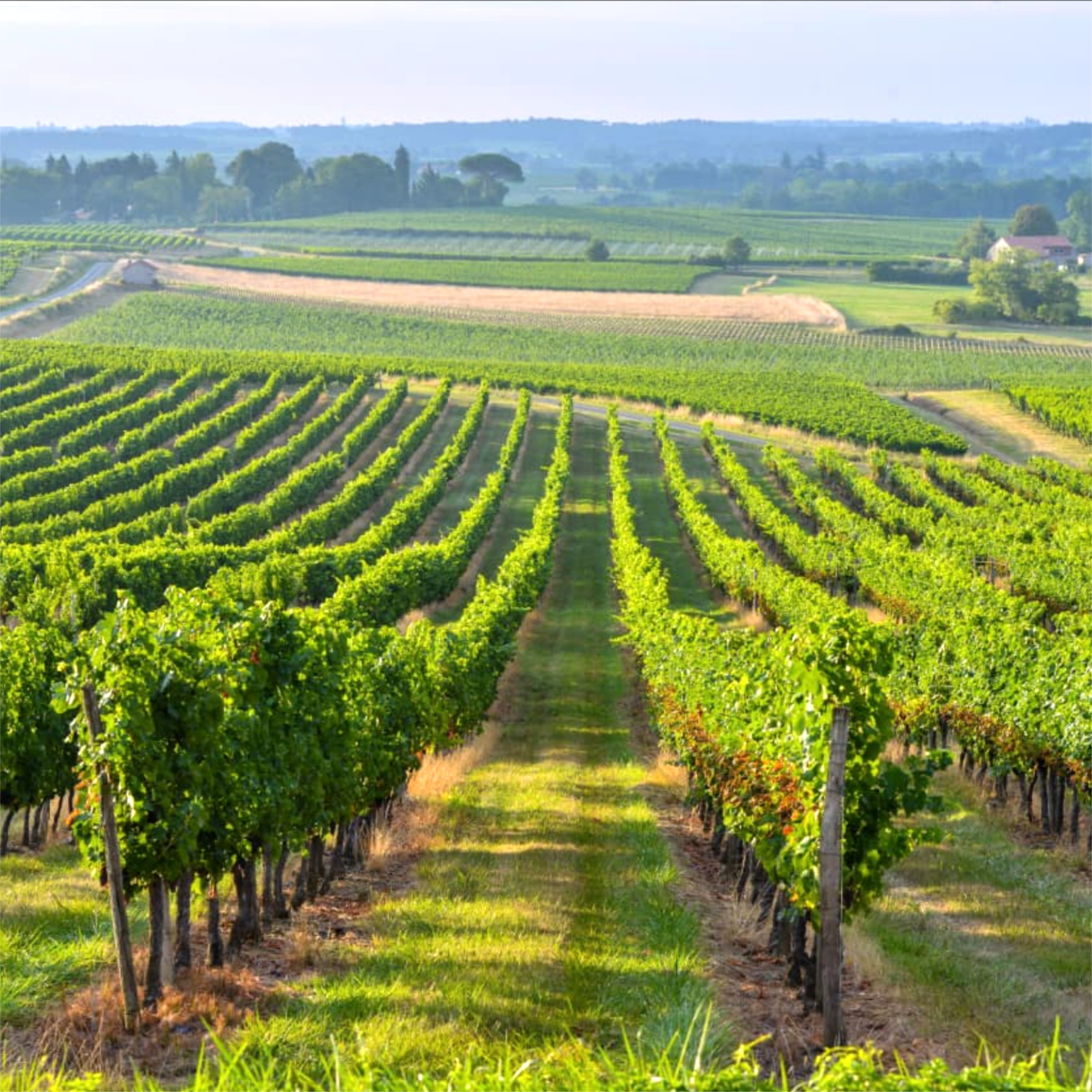 Home: Libournais & Médoc (Thumbnail)